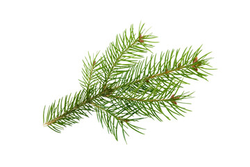 green christmas fir tree branch isolated on white or transparent png