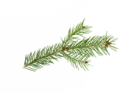 green christmas fir tree branch isolated on white or transparent png