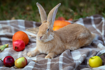 Giant rabbit lying on a blanket. Autumn picnic. Harvesting.