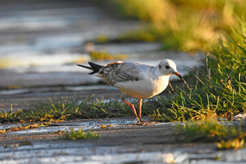 Tern on the Baltic Sea, Poland
