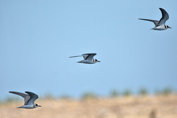 Tern on the Baltic Sea, Poland