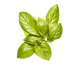 Fototapeta premium Fresh basil leaves in air on white background