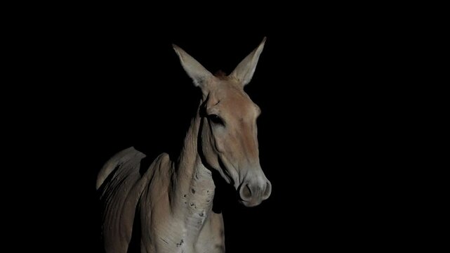 Onager Asian wild ass (Equus hemionus onager)