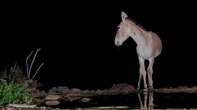 Onager Asian wild ass (Equus hemionus onager) drinking water in the desert
