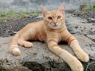 A brown-haired male cat, usually called the Kampung Kembang Asem cat, is sitting relaxed on the floor