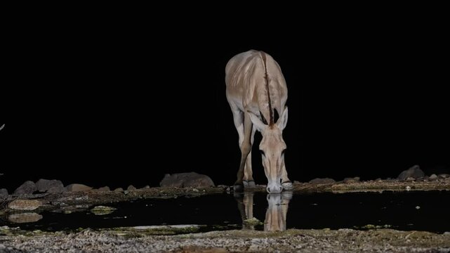 Onager Asian wild ass (Equus hemionus onager) drinking water in the desert