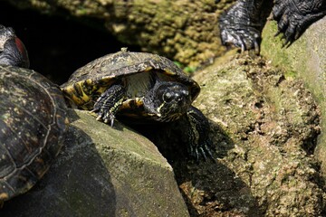 The Brazilian turtle is also known as the ''red-ear slider'' or in Latin ''trachemys scripta...
