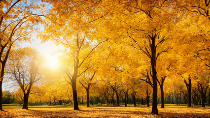 Fototapeta premium A captivating autumn landscape featuring yellow trees and sunlight.