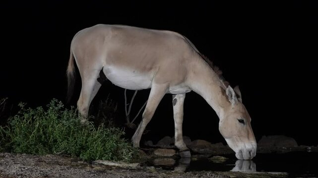 Onager Asian wild ass (Equus hemionus onager) drinking water in the desert