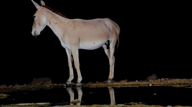 Onager Asian wild ass (Equus hemionus onager) drinking water in the desert