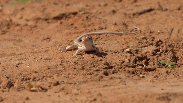 Bosk's fringe-fingered lizard (Acanthodactylus boskianus) in the desert