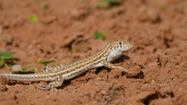 Bosk's fringe-fingered lizard (Acanthodactylus boskianus) standing looking and then runing away