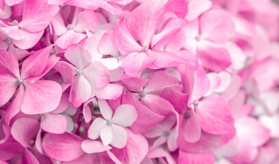 Pink flowers close up. Bouquet of purple flowers. City flower beds, a beautiful and well-groomed garden with flowering bushes.