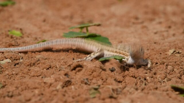 Bosk's fringe-fingered lizard (Acanthodactylus boskianus) searching for food in the desert