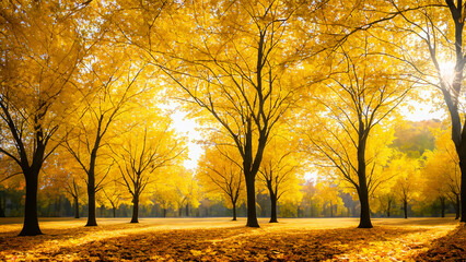 Fototapeta premium A captivating autumn landscape featuring yellow trees and sunlight.