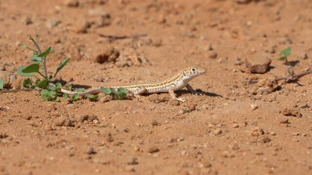 Bosk's fringe-fingered lizard (Acanthodactylus boskianus) standing looking and then runing away