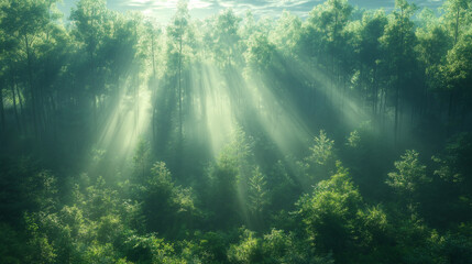 Obraz premium A dense forest enveloped in early morning mist, with rays of sunlight filtering through the trees, creating a magical and serene atmosphere