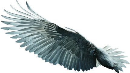 Obraz premium Closeup of a bird's wing