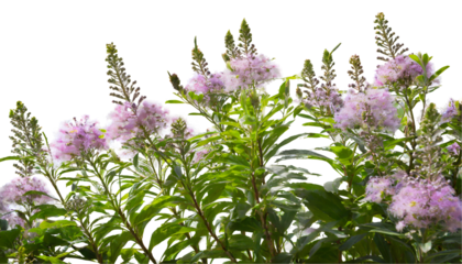 flowering plants foreground isolated on white background. Generative AI.