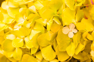 Fototapeta premium Yellow flowers close-up. Bouquet of colorful flowers. City flower beds, a beautiful and well-kept garden with flowering shrubs.