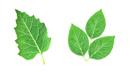 Obraz premium Close-Up of Green Leaf Texture and Veins