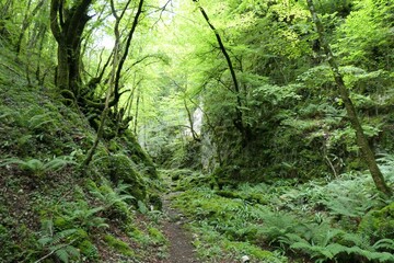 Obraz premium Arpidia