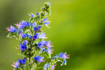 La vipérine commune : une alliée des pollinisateurs en milieu sauvage