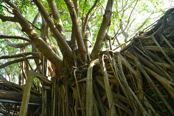 安平樹屋　台南　台湾　/ Anping Tree House　Tainan Tiwan