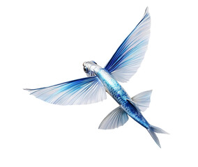illustration of a flying-fish