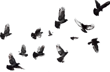 Silhouettes of birds flying