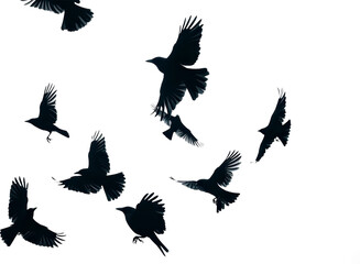 Silhouettes of birds in flight