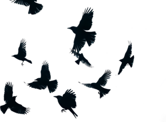 Silhouettes of birds in flight