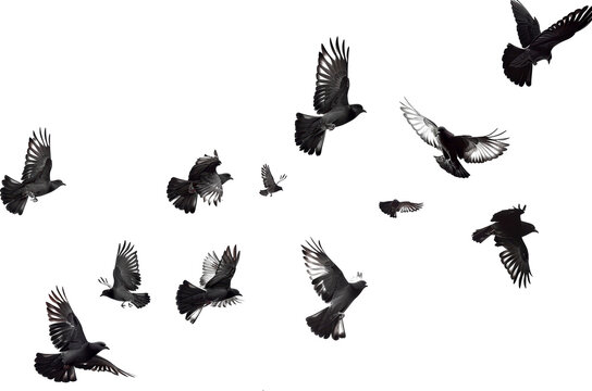 Silhouettes of birds flying
