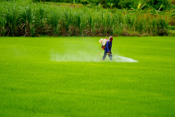farmer in the rice field, Asian farmers spray fertilizer working in rice fields