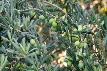 Fresh olives waiting to be harvested on an olive tree branch. Olives to be collected to extract...