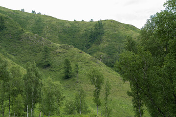 Rolling green hills and birch trees characterize the tranquil Altai Mountains under an overcast sky