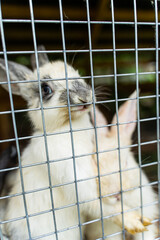 Obraz premium Two rabbits are seen in a cage, with one peering through the wire while the other sits quietly beside it