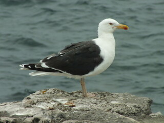 Obraz premium Lesser Black-Backed Gull on a Rock