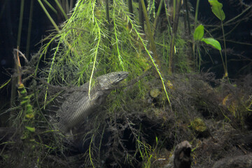 Colorful animals that live in aquarium for freshwater animals and fish. A large green freshwater crocodile that lives swims in indoor glass aquarium with a pool.