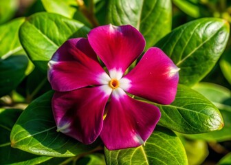 Vibrant dark rose-colored petal with white center, Cape Periwinkle flower blooms in a solo display, delicate yet striking in its simplicity and beauty.