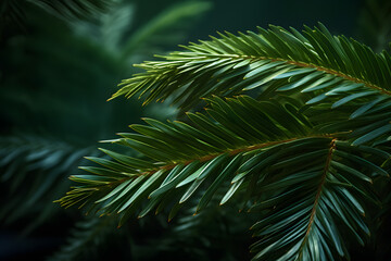 Green spruce branches as a textured background.
