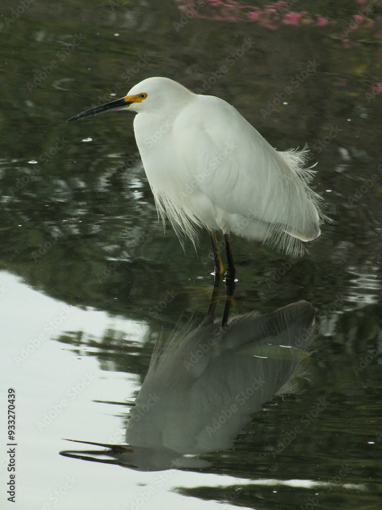 Wall mural snowy egret wading 2