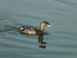 Swimming Pie-Billed Grebe
