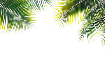 Naklejka premium Summer Tropical palm leaves. Exotic palms tree png Background