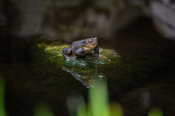Erdkröte auf moosigem Stein im Wasser