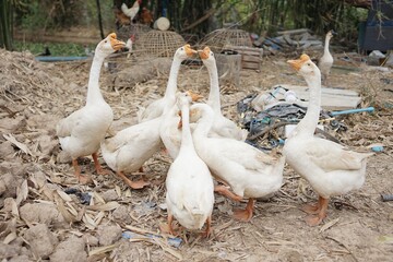 Flock of locally raised organic geese.