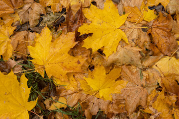 Yellow maple leaves on the ground