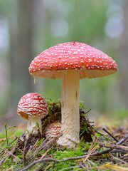 fly agarics (Amanita muscaria) in the forest, bokeh background