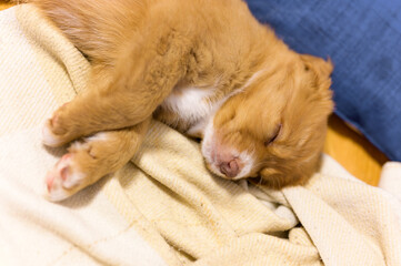 Nova scotia duck toller retriever puppy dog sleeping