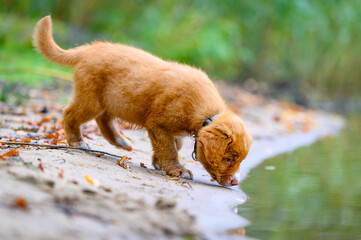 Nova scotia duck toller retriever puppy dog learning new things, smooth background